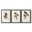 ElegantTrogonsI - Impression sur mesure encadrée de qualité supérieure - 3 pièces