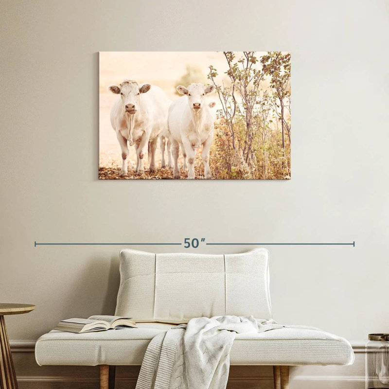 Brampt Charolais Cows, 24" H x 36" W