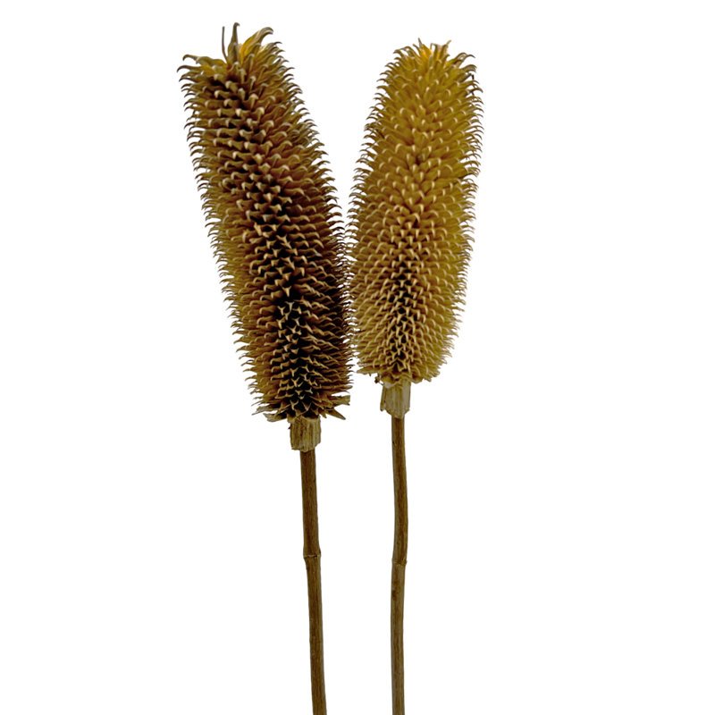 Dried Dipsacus Sativus, Teasel, Natural
