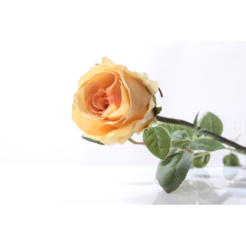 Large bud Rose, Apricot