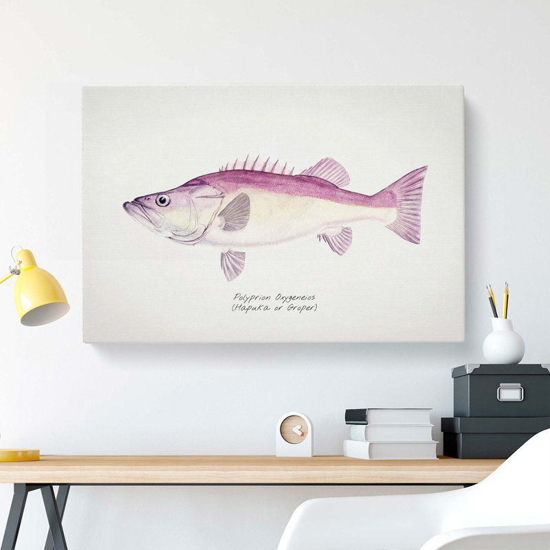 Illustration Of A Groper Fish by F.E. Clarke - Wrapped Canvas Painting, 35cm H x 50cm W x 3cm D