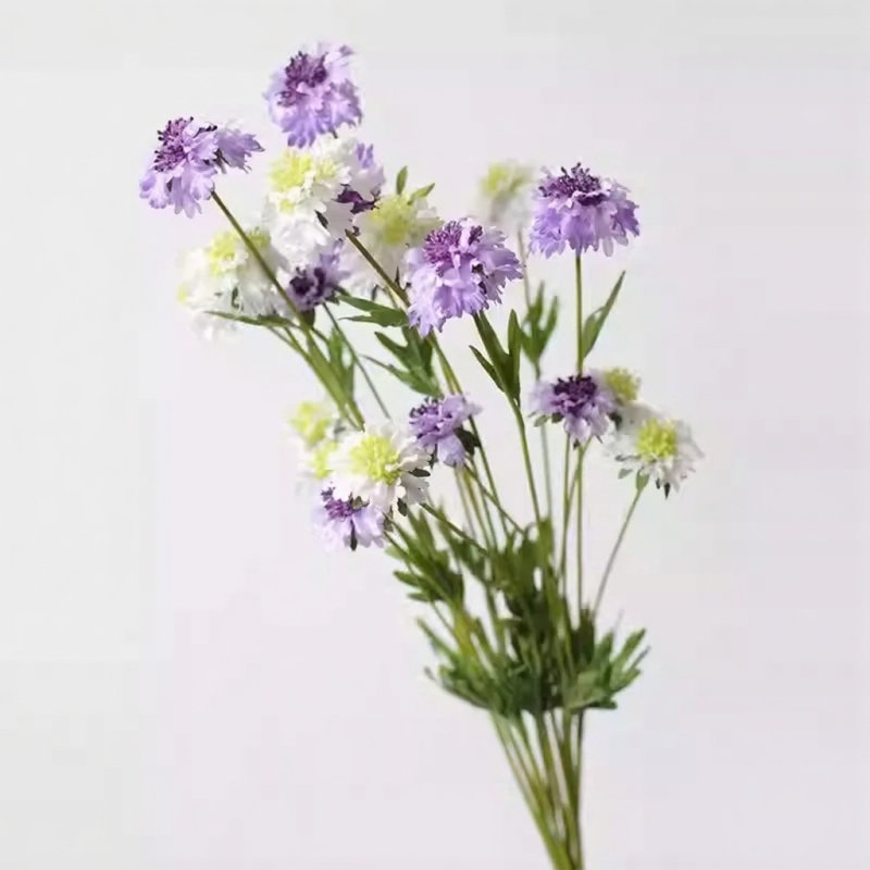 Tige minimale Scabiosa - 19,7 po, [C] 6 tiges, Fresh White