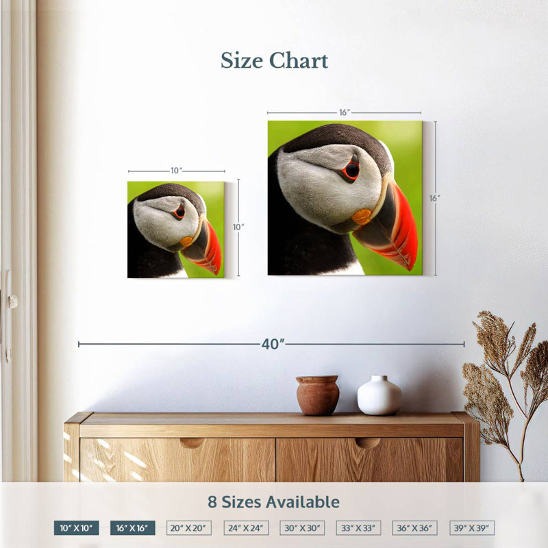 Brampt Wild Puffin
