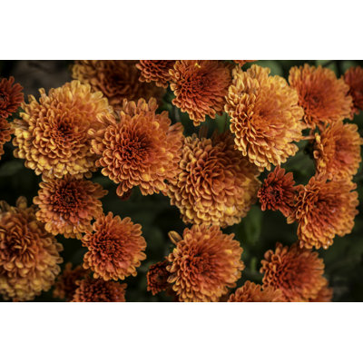 Orange Fall Mums - Wrapped Canvas Print