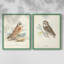 Hawk Owl - reproduction encadrée de qualité supérieure - prête à être accrochée - aucun clou requis - aucun clou requis-689030484-689030493