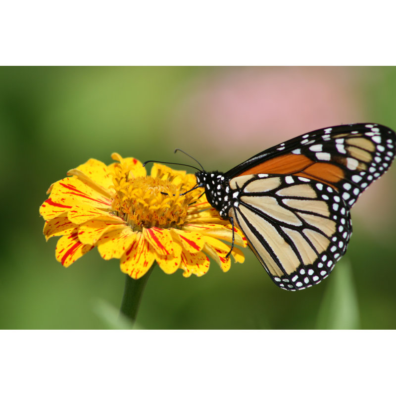 Rew Monarch Butterfly by XKarDoc - Wrapped Canvas Print, 30cm H x 46cm W x 3.8cm D