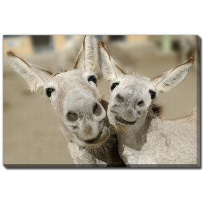Art sur toile Cheeky Playful Donkey Duo