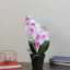 Arrangement floral de fleurs d'orchidées phalaenopsis en pot-95150592-95150594