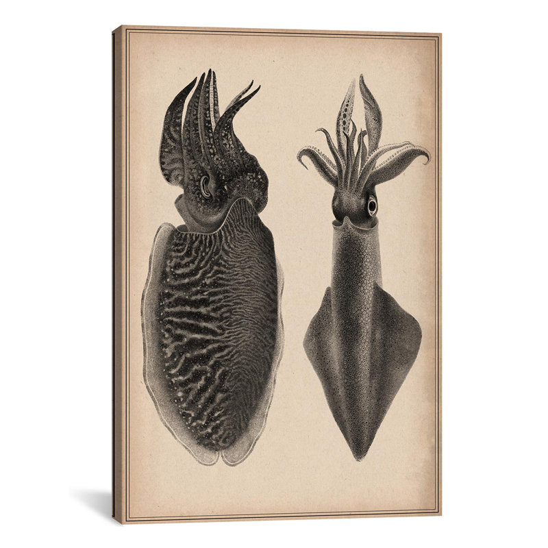 « animal octopus squid scientific », impression sur toile, H 60 po x l 40po x P 1,5 po, Aucun mat, Toile tendue