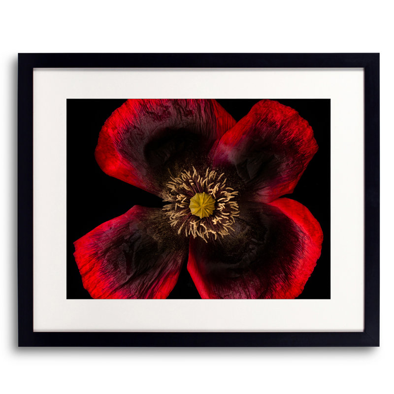 Papaver Somniferum par Harold Davis - photographie, Papier avec cadre noir, 16" H x 20" W