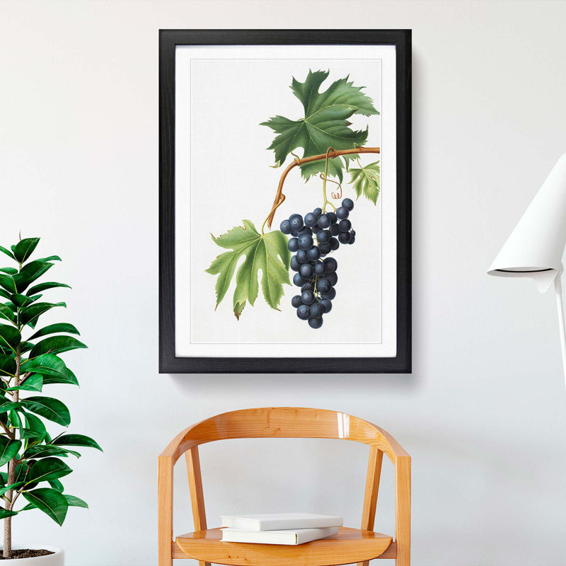 Brachetto Grapes by Giorgio Gallesio - Picture Frame Painting Print, Black Framed, 65cm H x 48cm W x 2cm D