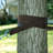 Hammock Tree Strap