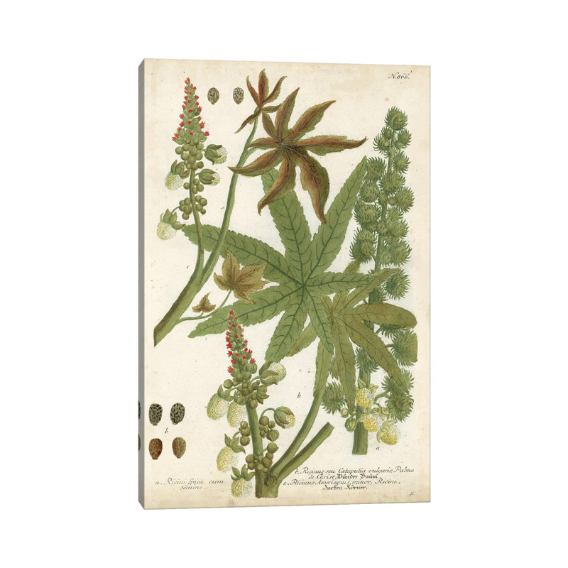 Weinmann Tropical Plants I by Johann Wilhelm Weinmann - Wrapped Canvas Painting, 20.32 cm H x 30.48 cm W