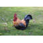 Statue de coq accroupi