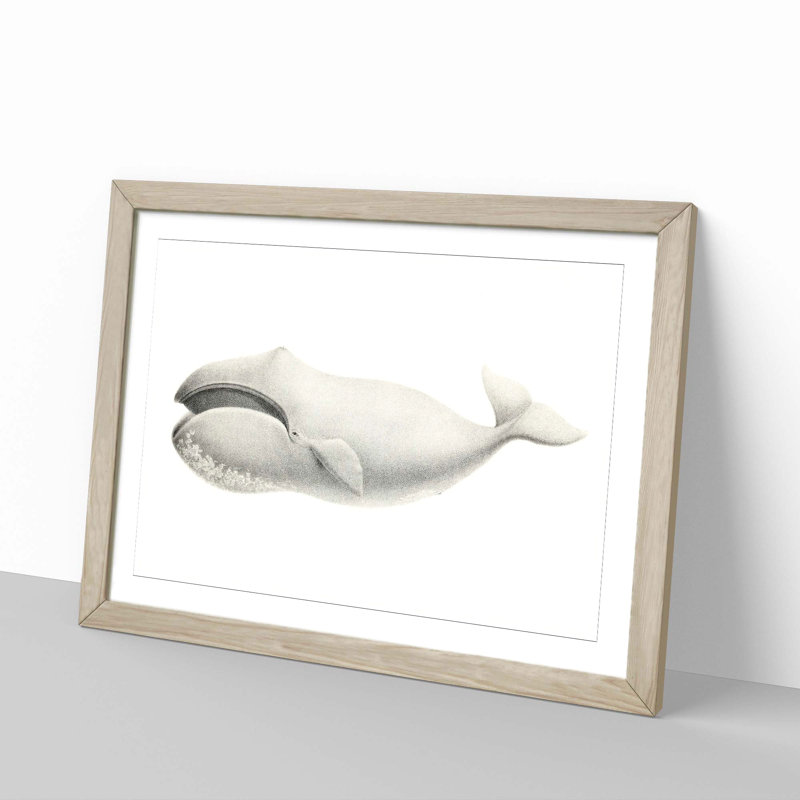 Bowhead Whale by C.M. Scammon - Framed Print, 40cm H x 60cm W x 2cm D, Oak