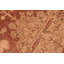 Tapis brun / beige en laine noué à la main de style oriental rectangulaire 8 pi 1 po x 10 pi Baccio