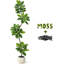 Figuier artificiel, fausse plante avec pot gris, grande verdure en plastique pour la maison, le salon, la chambre à coucher et le bureau-118013386