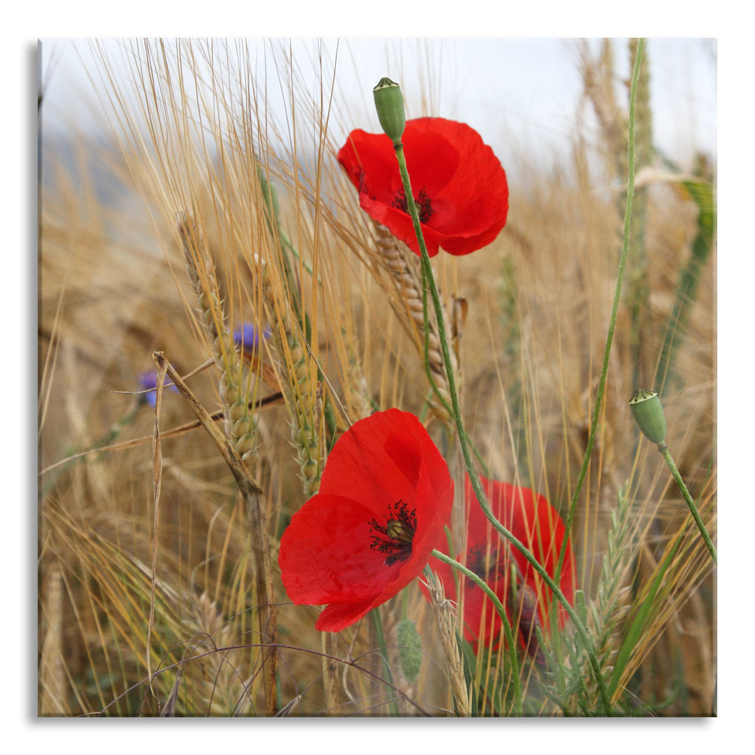 Ungerahmtes Foto auf Glas "Poppies in a Cornfield"