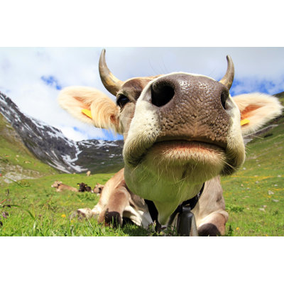 The Cow - Wrapped Canvas Print