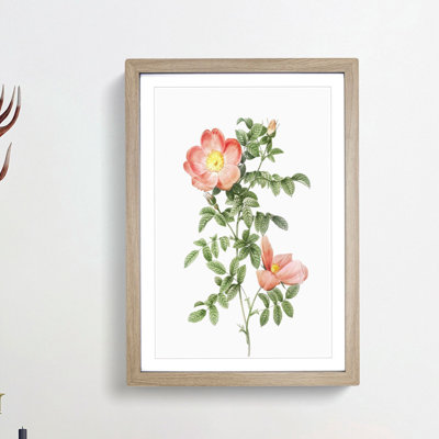 Pink Sweet Briar Rose by Pierre-Joseph Redoute - Picture Frame Graphic Art Print