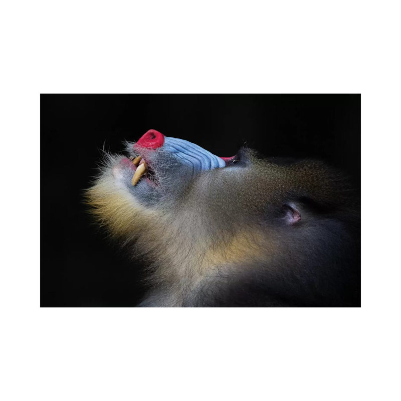 Mandrill Looking Up - Wrapped Canvas Print, 20.32 cm H x 30.48 cm W