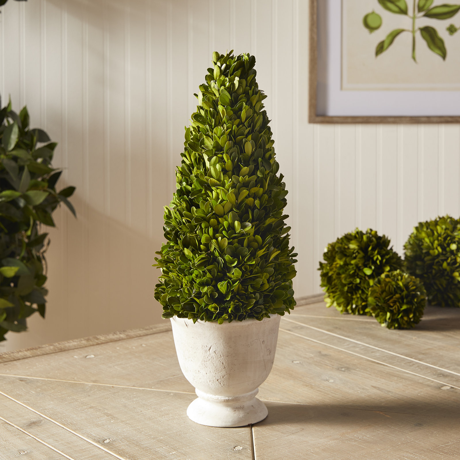 20'' Boxwood Topiary in Ceramic Pot