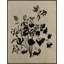 Wilflower Silhouette 2 Print