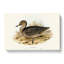Freckled Duck by Elizabeth Gould - Wrapped Canvas-55364127