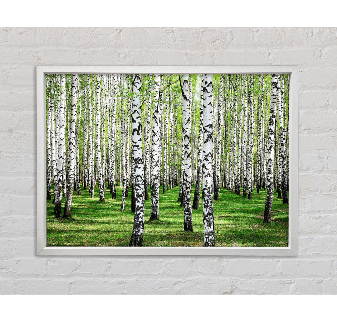 Silver Birch Beauty - Einzelner Bilderrahmen Kunstdrucke auf Leinwand