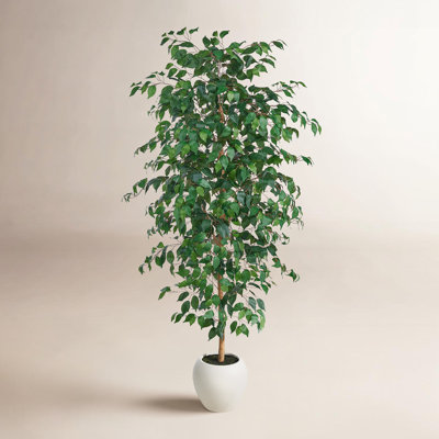 Adcock 79 Plant