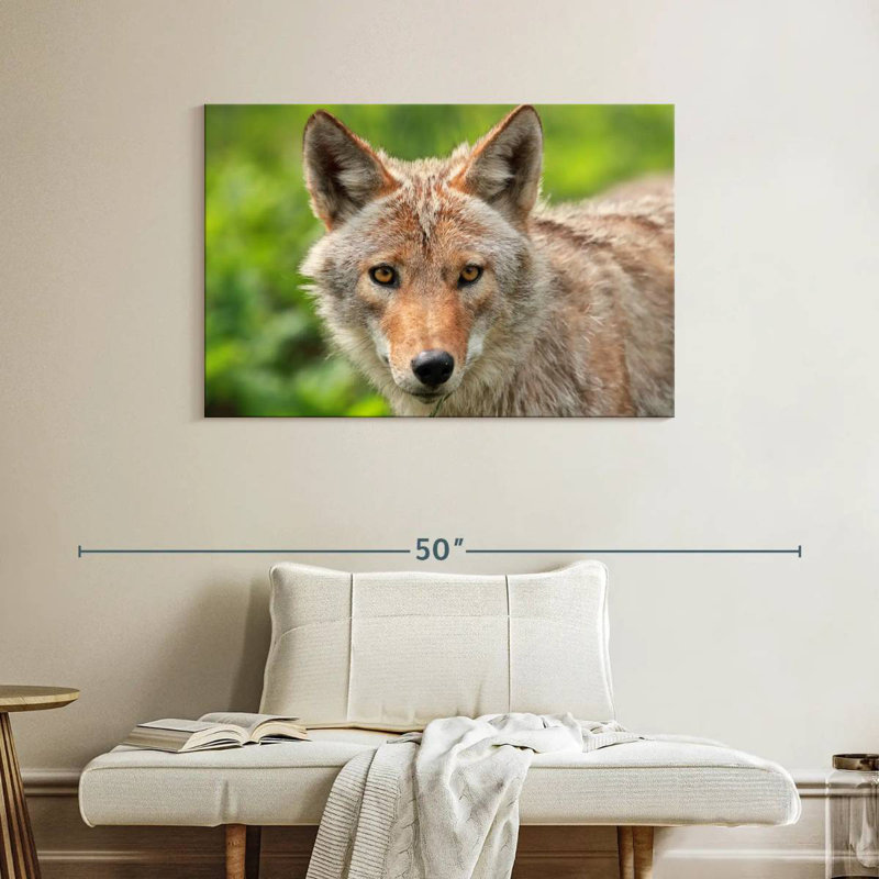 Face Of Coyote