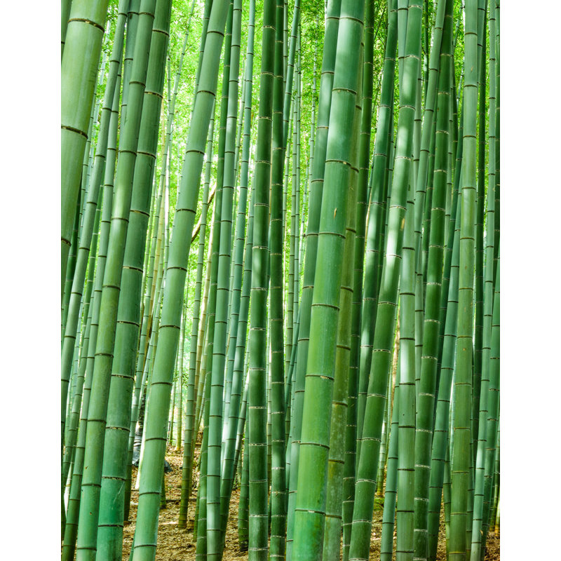 Murale forêt de bambou Mancelona Arashiyama, H 108 po x l 96 po