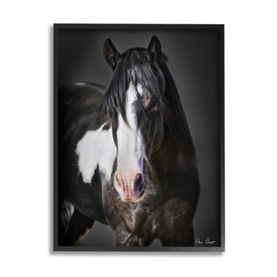 " Black & White Horse " by David Drost