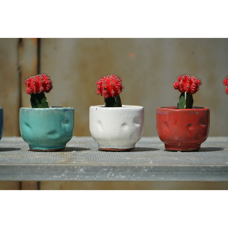 Gobelet pour bébé Finger Succulent 3,5 po x 3,0 po