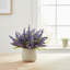 Ferdinand Heather en pot-28784517