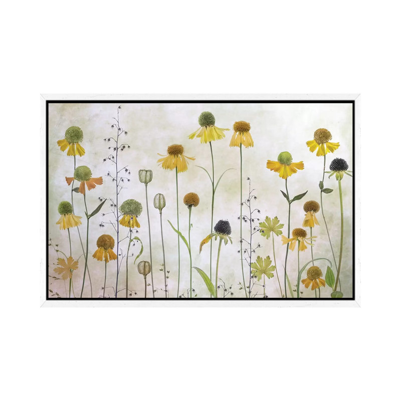 Helenium by Mandy Disher - Print on Canvas, 45.72cm H x 66.04cm W x 3.81cm D, White Framed