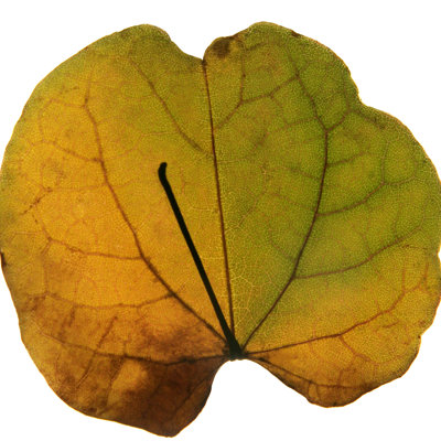 Leaf Inflorescence III by A. Project - Wrapped Canvas Art Prints
