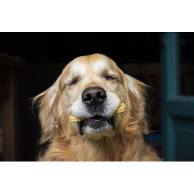 Holding The Biscuit - Wrapped Canvas Print