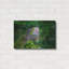 «Green Iguana» par Don Spears-217069404