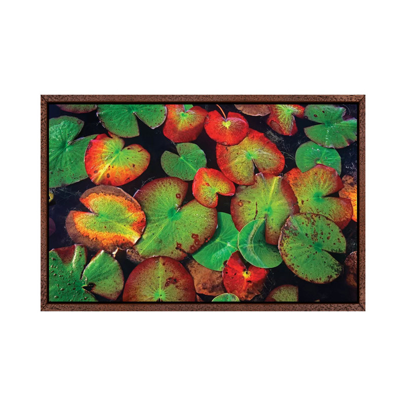 Yellow Pond Lily Close Up Of Pads, North America 1 Piece Wall Art on Canvas, 66.04 cm H x 45.72 cm W, Classic Wood Framed
