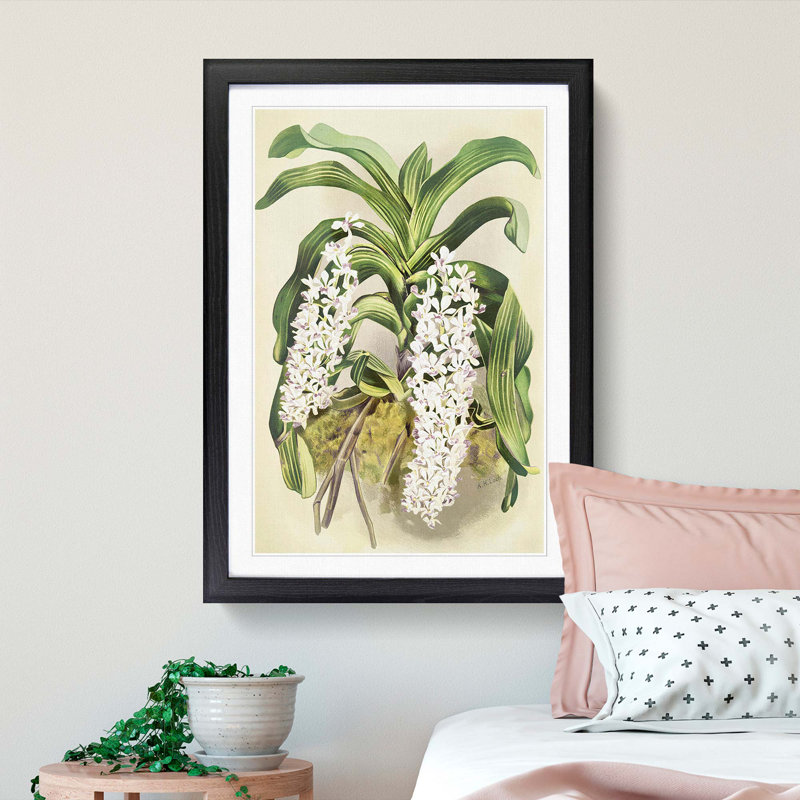 Magnolia Flowers Illustration Tab. 22 by Frederick Sander - Picture Frame Painting Print, Black, 50cm H x 35cm W x 2cm D