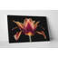 « red tulipe », reproduction d’impression sur toile tendue-29146534-31991869