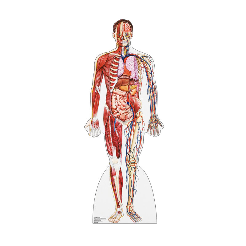 Life-Size Anatomy Cross Section Cardboard Standup