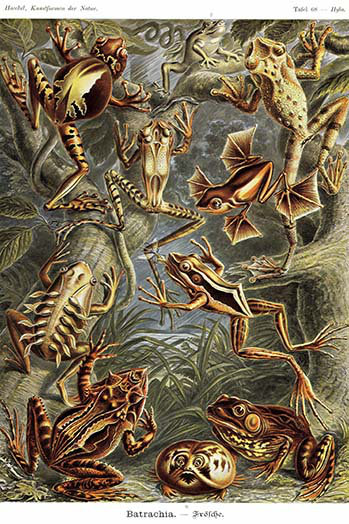 « grenouilles » par ernst haekel, impression, H 36 po x l 24 po x P 1,5 po