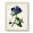 Sylvester -Gallery Wrapped Canvas