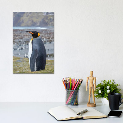 King Penguin Rookery In St. Andrews Bay. South Georgia Island by Martin Zwick - Wrapped Canvas Print