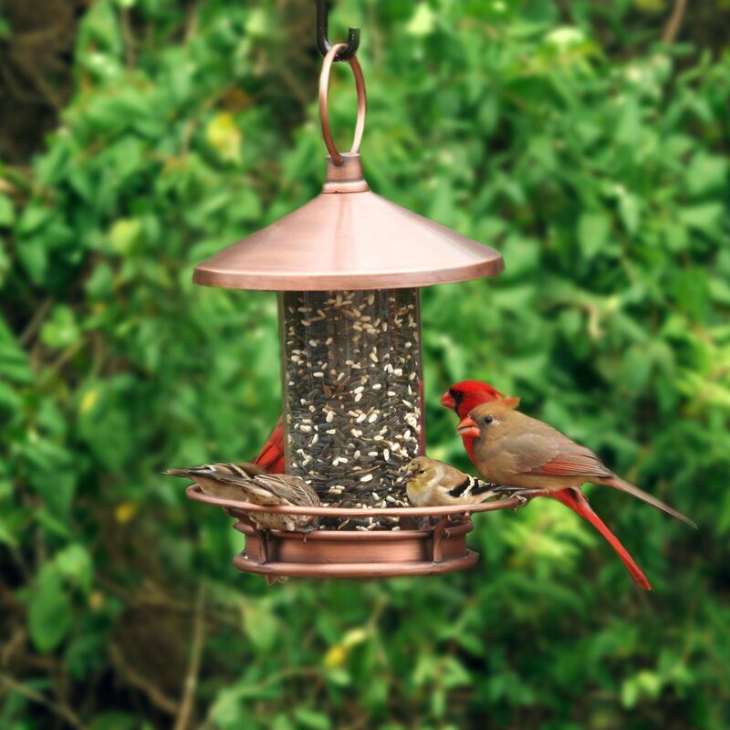 Red Barrel Studio® Barmen Classic Perch Tube Bird Feeder & Reviews ...