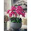 White Orchids In Glossy Grey Fiberstone Bowl-1590773030