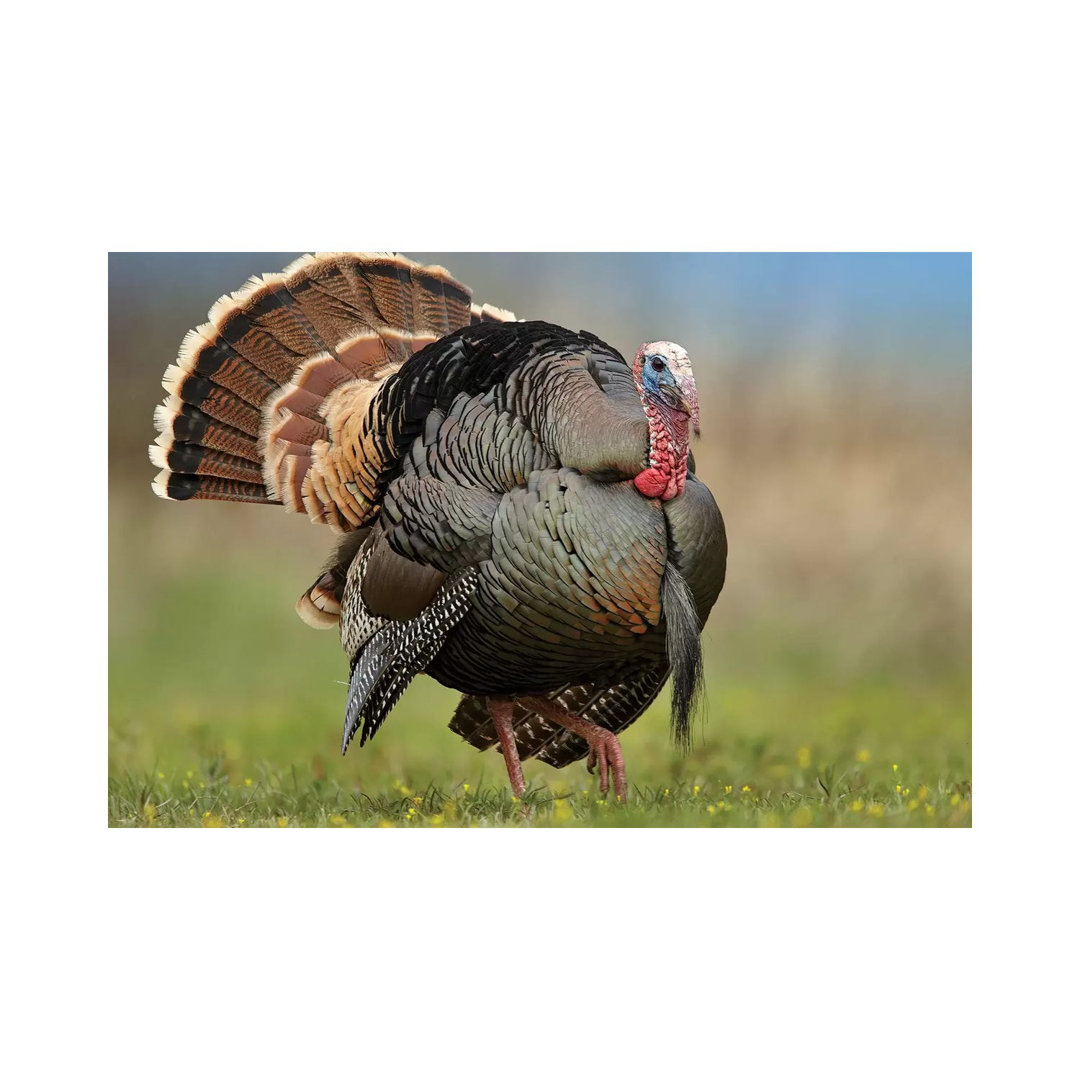 Wild Turkey Male In Courtship Display, Palo Duro Canyon State Park, Texas II von Tim Fitzharris - Gallery-Wrapped Canvas...