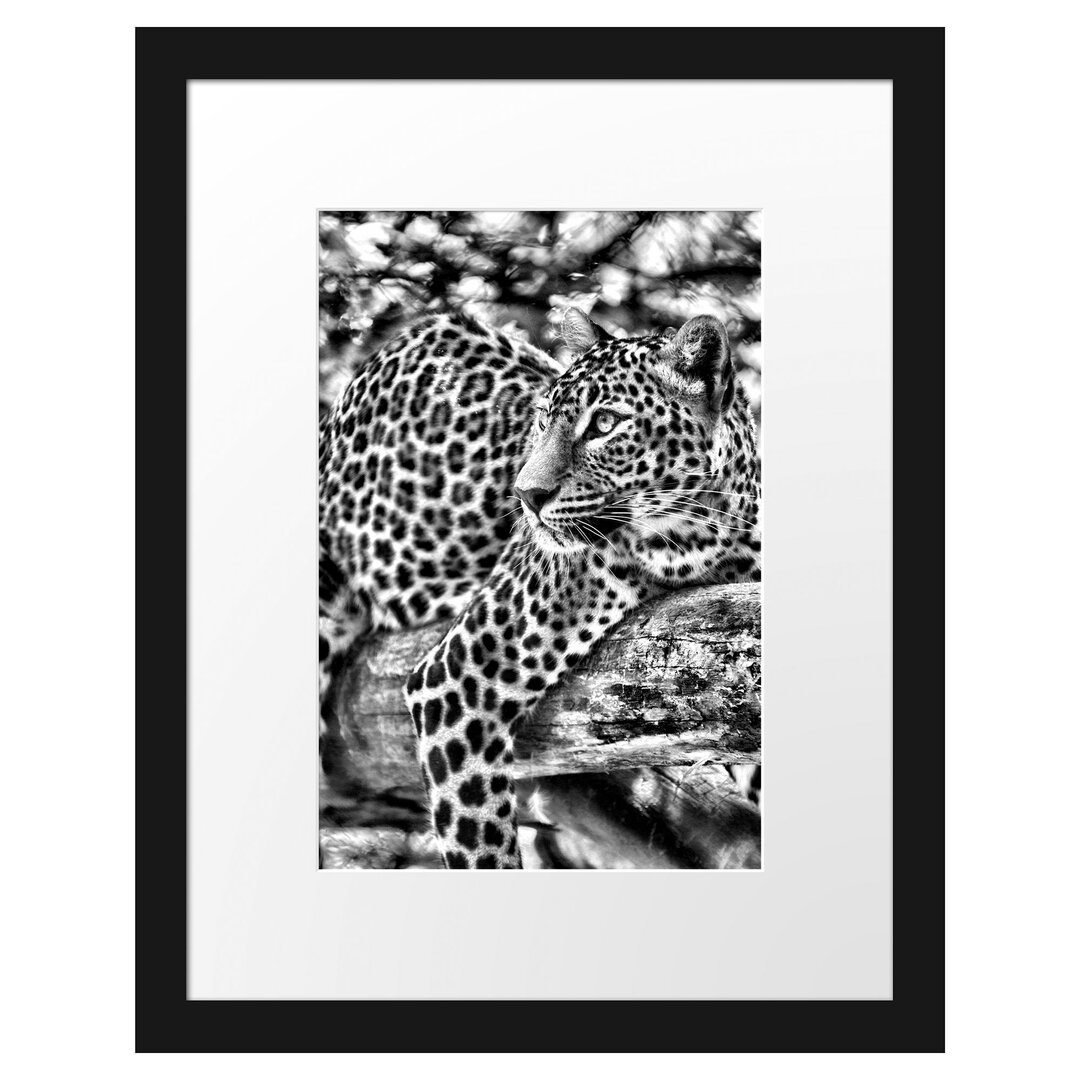 Gerahmtes Poster Leopard auf Ast